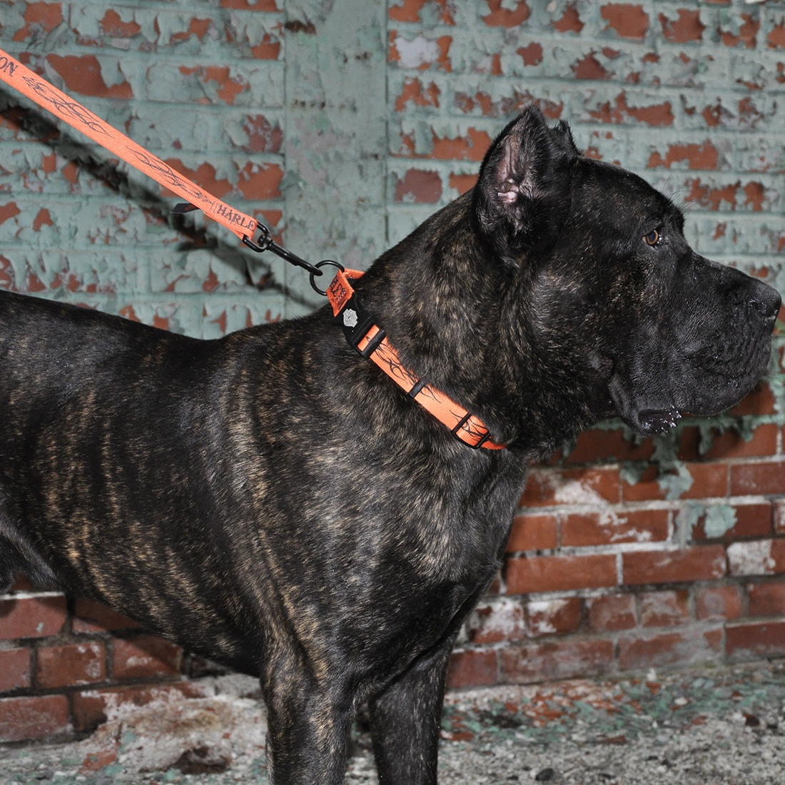 Coastal Pet - Adj. Nylon Collar - Orange Block