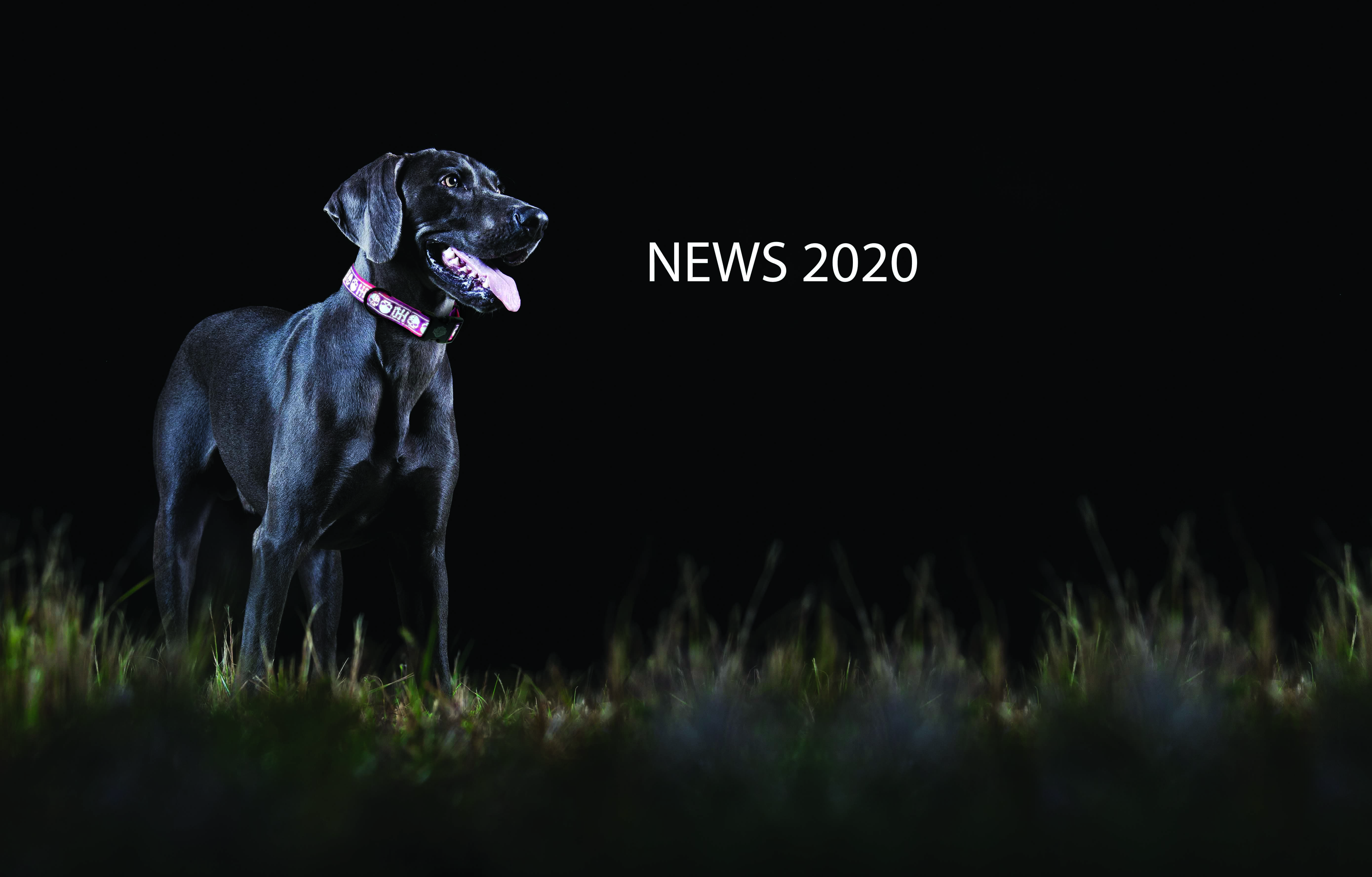 Coastal Pet - Reflective Leash - B&S on Black - last pieces