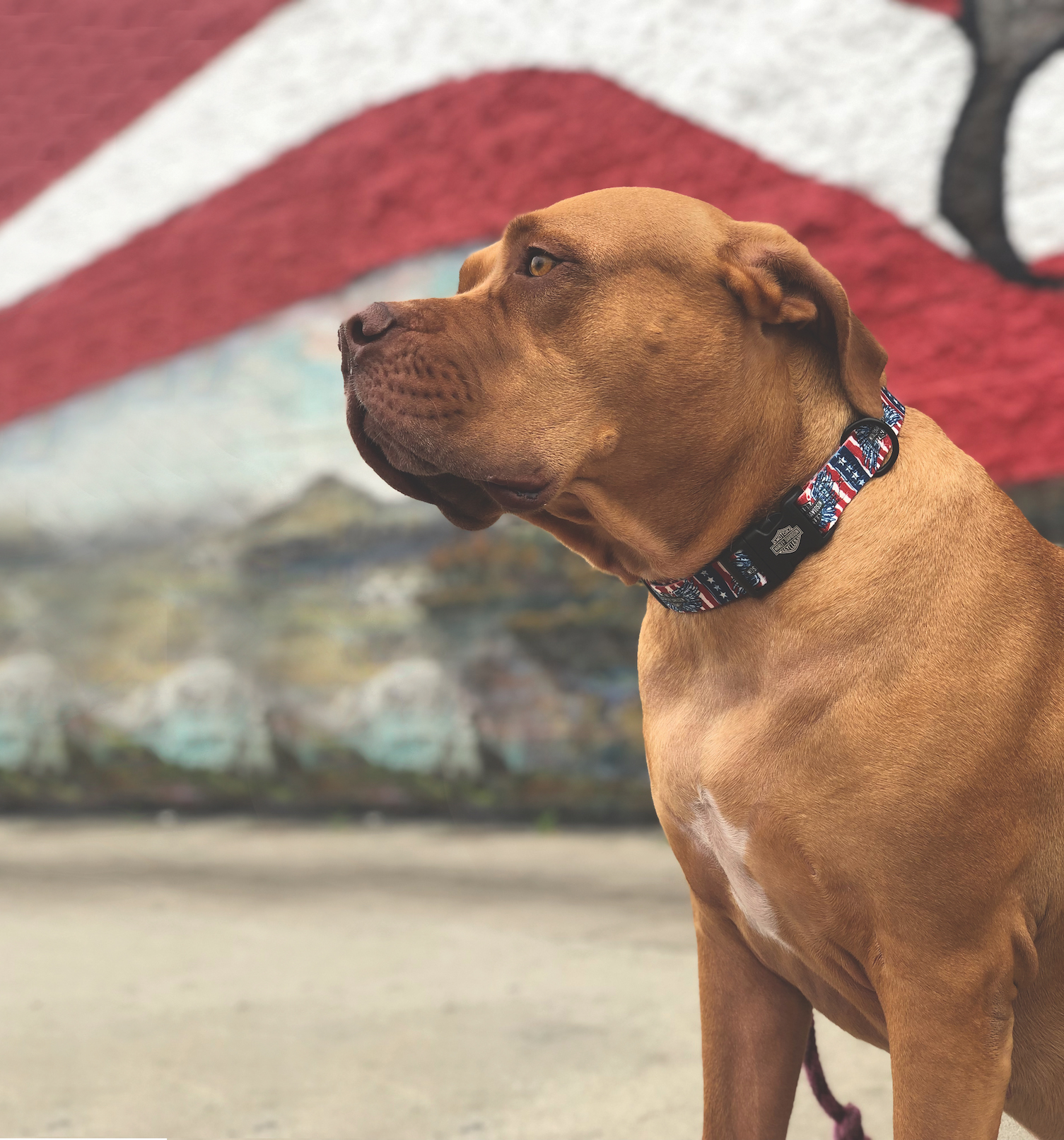 Coastal Pet - Nylon Leash - Limited Edition - US Patriotic - last pieces